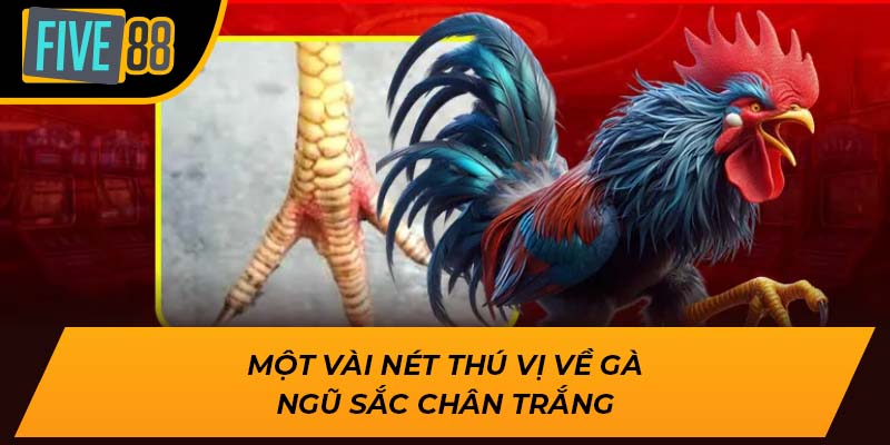 Khám Phá Loại Gà Ngũ Sắc Chân Trắng Đặc Biệt Tại Five88 1 Một vài nét thú vị về gà ngũ sắc chân trắng